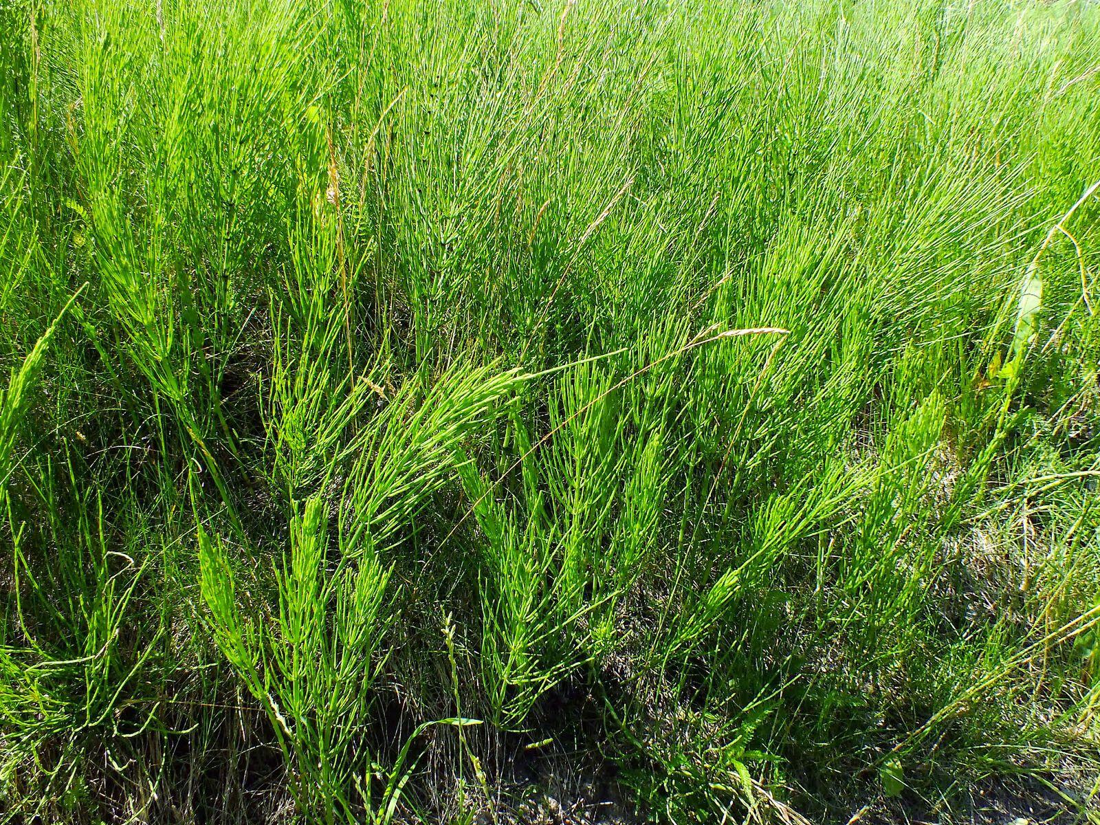 Marsh horsetail (Equisetum palustre) growing in a moist, shaded garden bed with upright, jointed green stems.