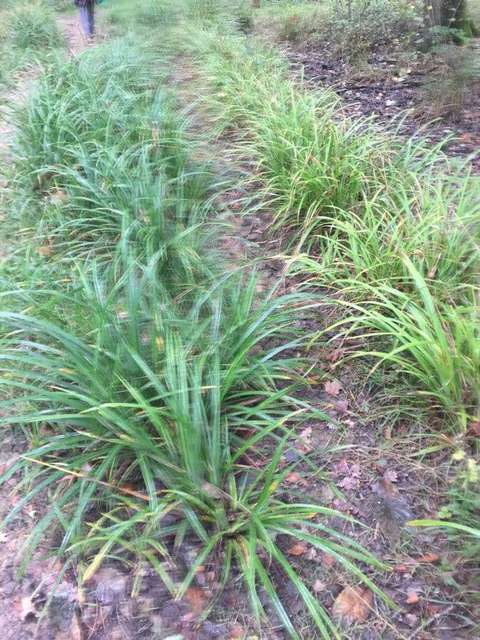 Ruw zegge (Carex scabrata) met grof bladveer en dichte groei