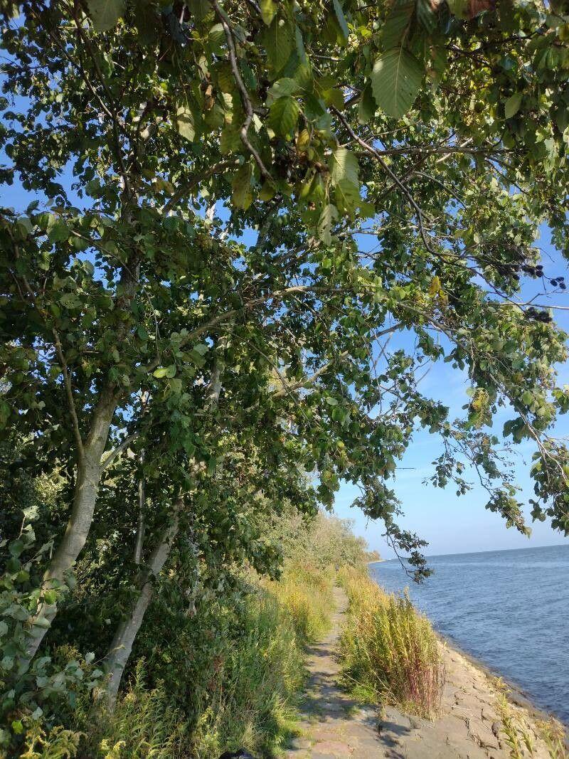Witte els (Alnus incana) in natuurlijke omgeving met lichtgrijze stam en frisgroene bladeren