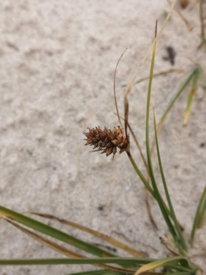 Laîche des sables (Carex arenaria) en milieu naturel de dune avec feuillage argenté et texture fine