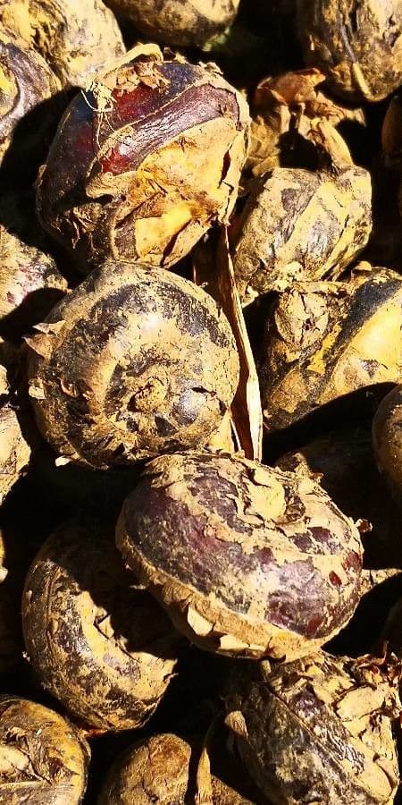 Eleocharis dulcis Wasserpflanze mit aufrechten grünen Halmen