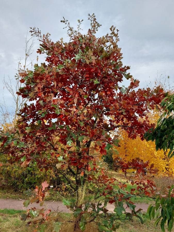 Post oak with characteristic leaves and growth form