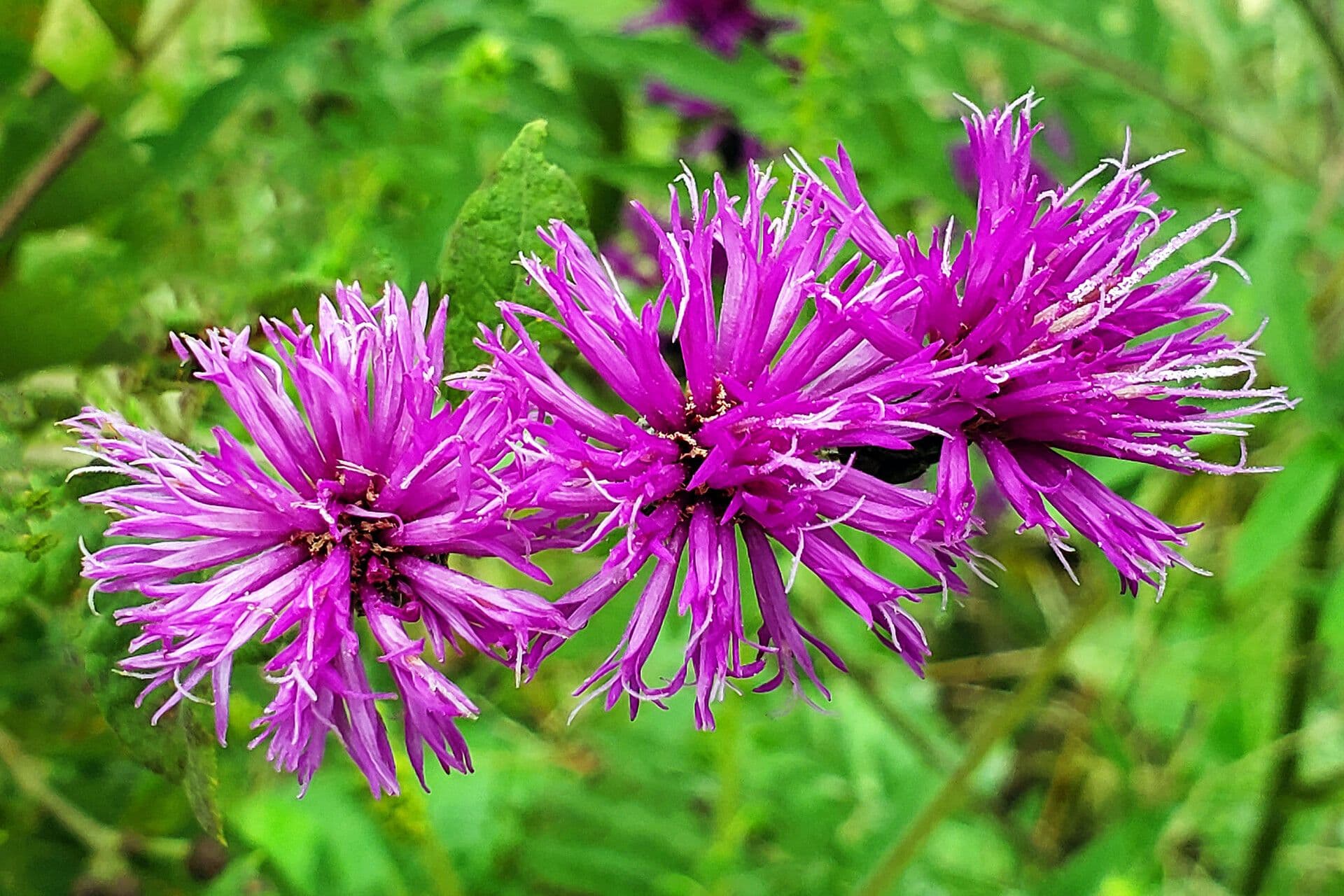 Missouri-Scheinaster mit tiefvioletten Blutenstanden im Spaatsommer