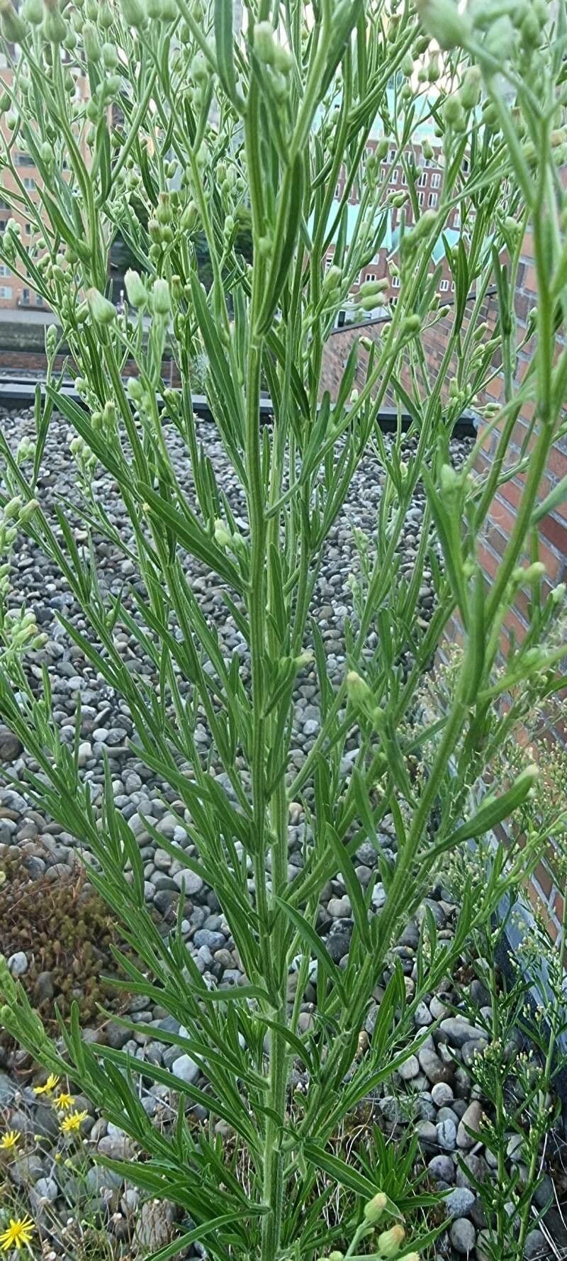 Baccharis sarothroides in Blute mit cremeweis-gelblichen Blueten an dicht verzweigten grunen Trieben