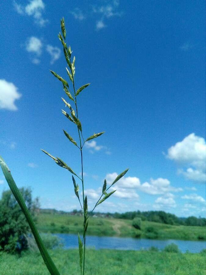 Wiesenschwingel in voller Blüte auf einer sonnigen Wiese