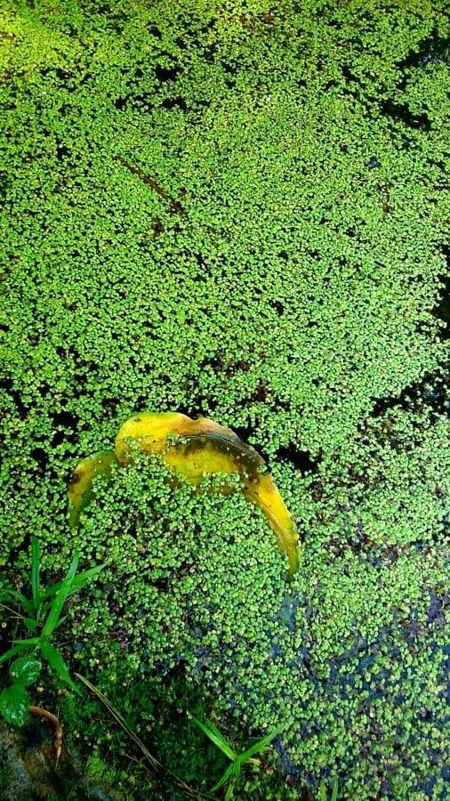 Kleine Wasserlinse (Lemna minor) treibend im Teich