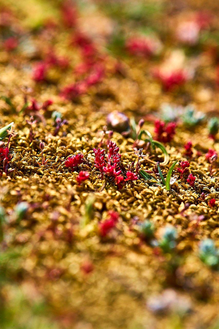 Dichte, mosachtige kussens van Mosbloempje met fijne witte bloempjes in volle bloei op zonnige stenige bodem.