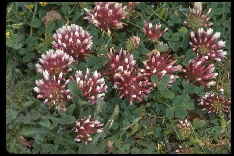 Trifolium wormskioldii in bloom showing rounded pink-purple flowerheads along a coastal meadow