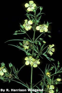 Lysimachia hybrida mit gelben Blueten am Uferrand