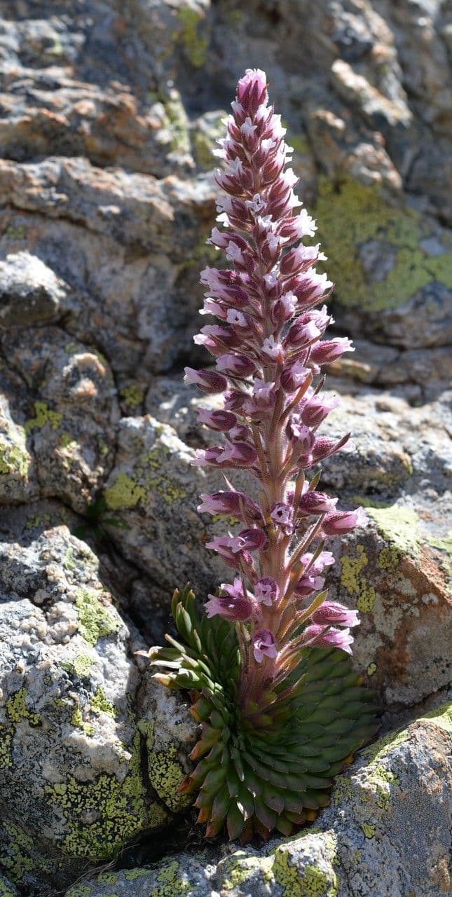 Saxifraga florulenta met grote rozet en paarse bloempluim op kalkrots in de Mercantour-Alpen