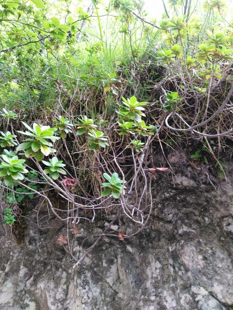 Rhododendron cilié (Rhododendron hirsutum) en fleur sur un talus rocheux