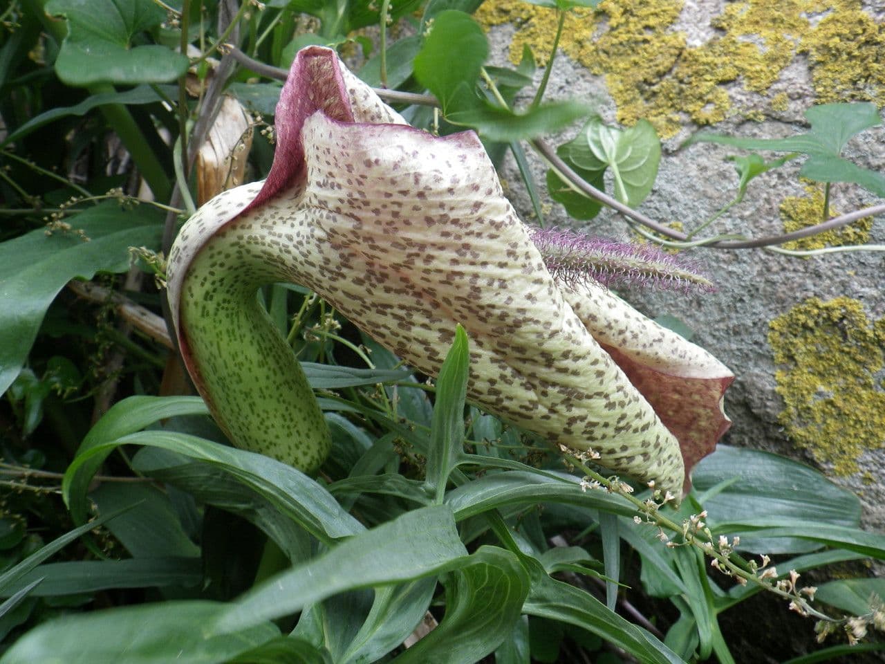 Helicodiceros muscivorus avec sa spathe spectaculaire pourpre et creme en pleine floraison