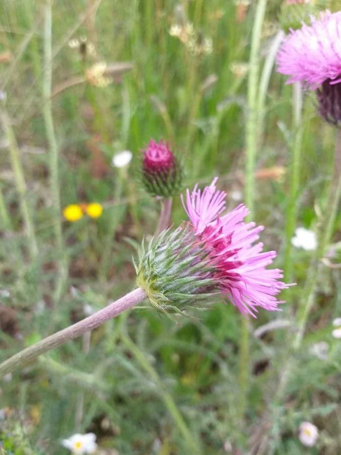 Carduus nigrescens mit violetten Blueten und stacheligen Stengeln in einer trockenen, sonnigen Umgebung