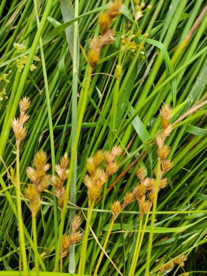 Carex des lièvres (Carex leporina) en pleine croissance dans un sol humide, avec des feuilles fines et des épis ovales dressés