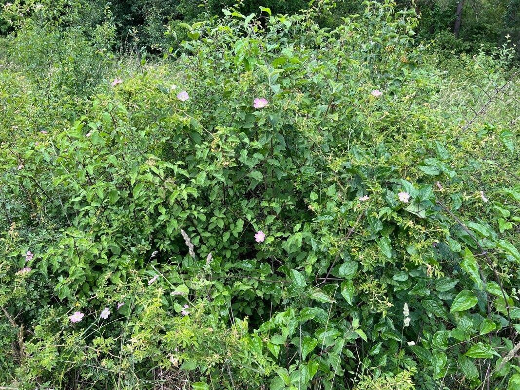 Eglantine in full bloom with fern-like foliage and soft purple flowers growing along a sunny garden border