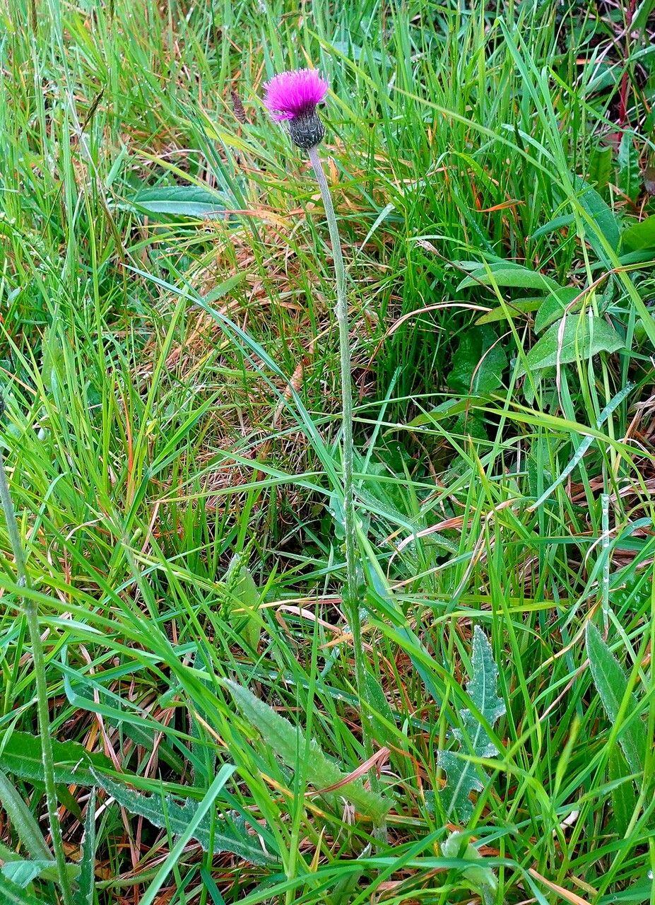 Englische Kratzdistel in voller Blüte am Rand einer feuchten Wiese, mit fein zerschnittenen Blättern und purpurfarbenen Blütenköpfen