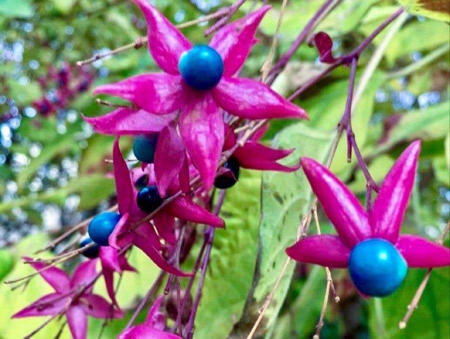 Clerodendrum trichotomum with white flowers and characteristic red calyxes