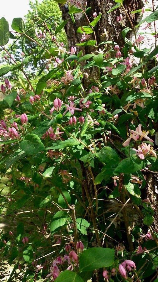 Tartaarse kamperfoelie in volle bloei met roze klokvormige bloemen en donkergroene bladeren