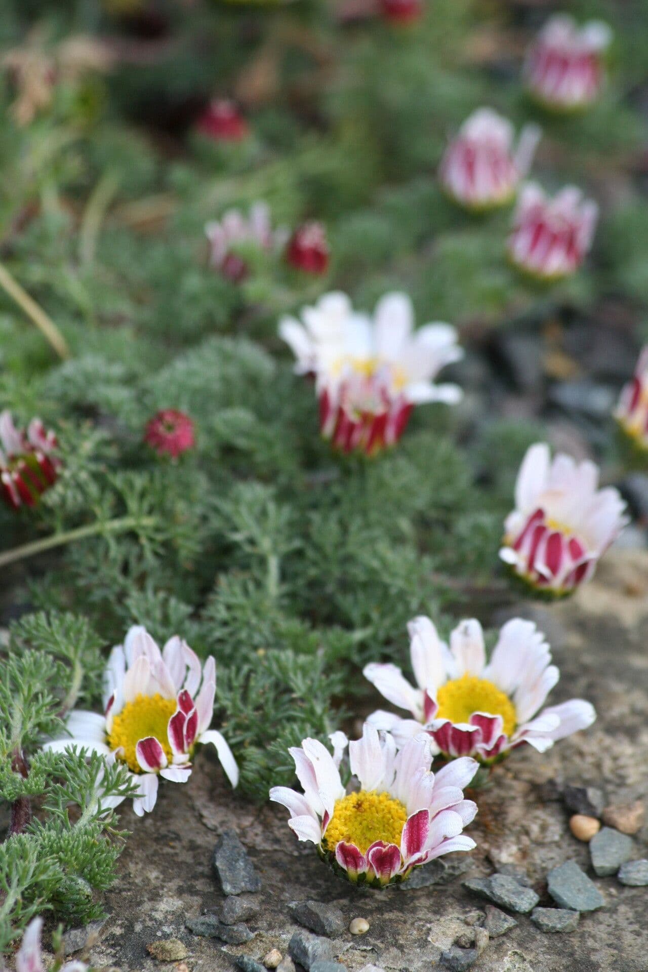 Fleurs blanches d'Anacyclus pyrethrum avec revers rouges
