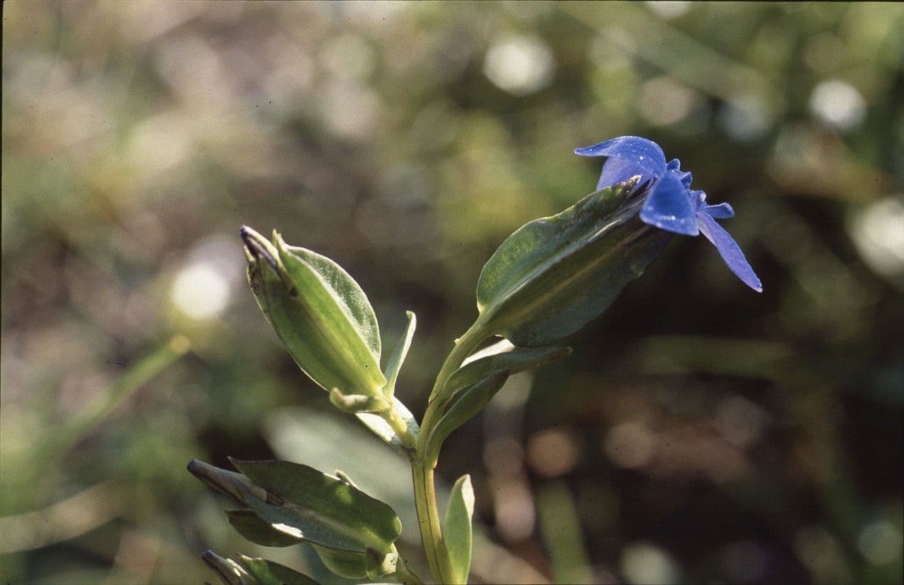 Intense blue flowers of the Bladder Gentian