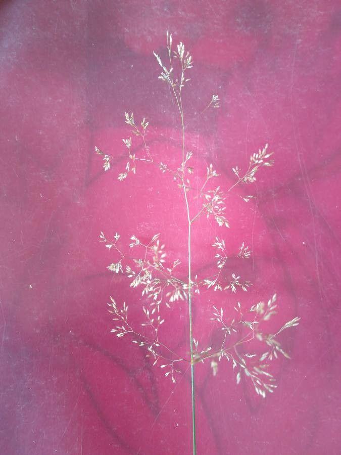 Plumes argentées fines de l’Aira caryophyllée dans un jardin sec et ensoleillé