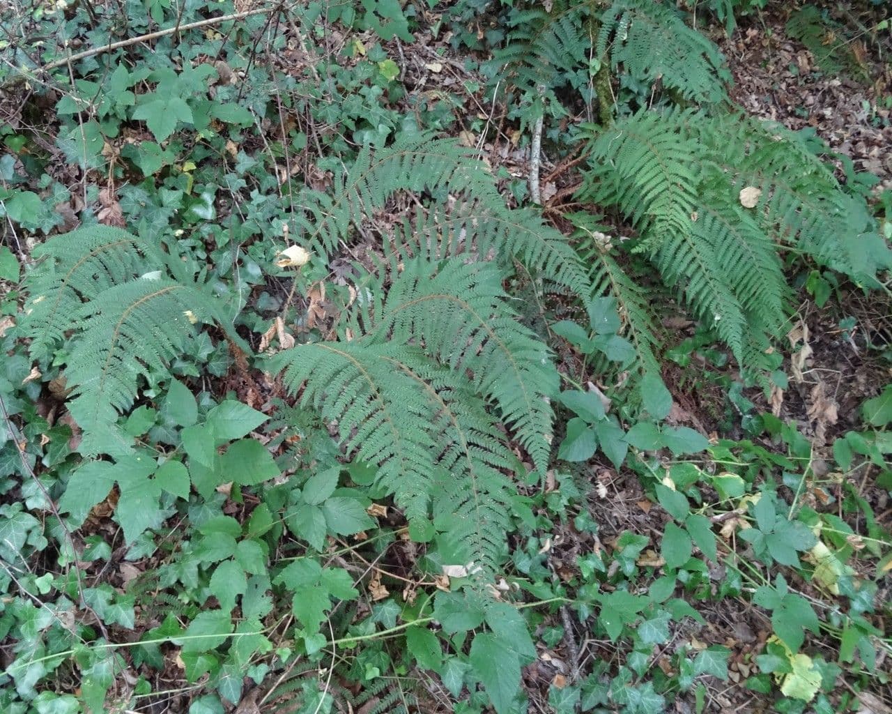 Gedrongen eikvaren met fijn gezaagd blad op rotswand