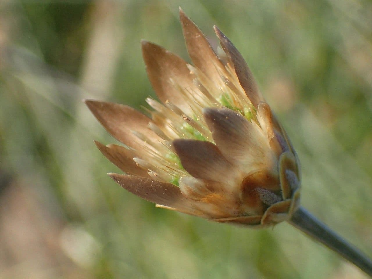 Xeranthemum cylindraceum schmalköpfige Spreublume Blüten