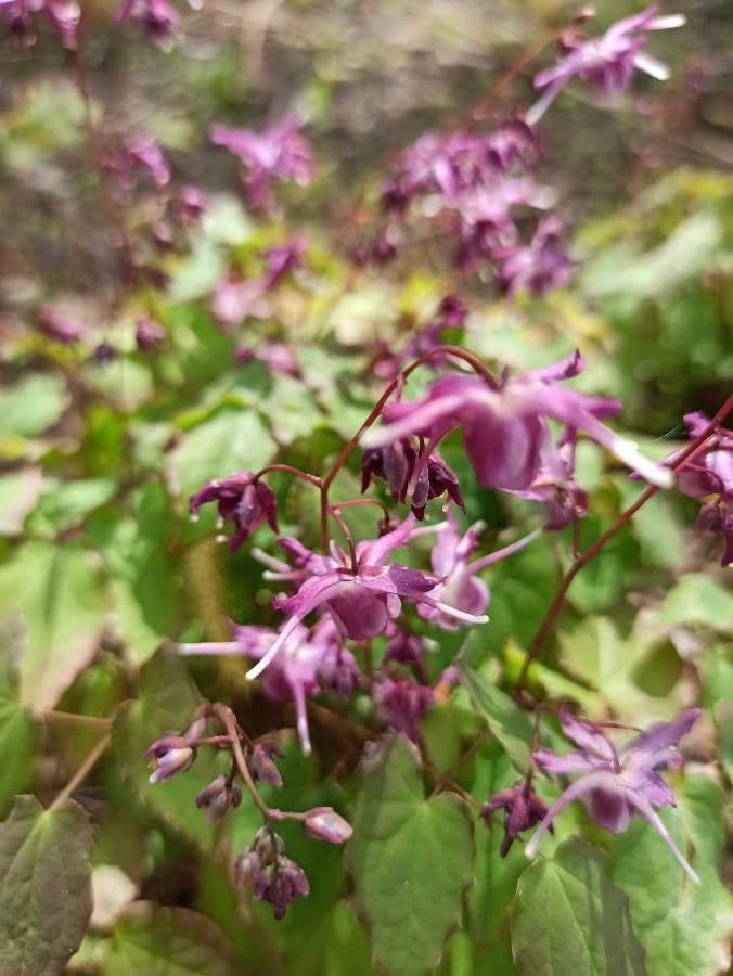 Großblütige Sockenblume mit zarten Blüten