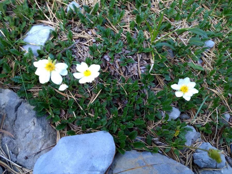 Weiße Silberwurz in voller Blüte auf einem sonnigen Felsvorsprung, mit flauschigen Samenständen nach der Blüte