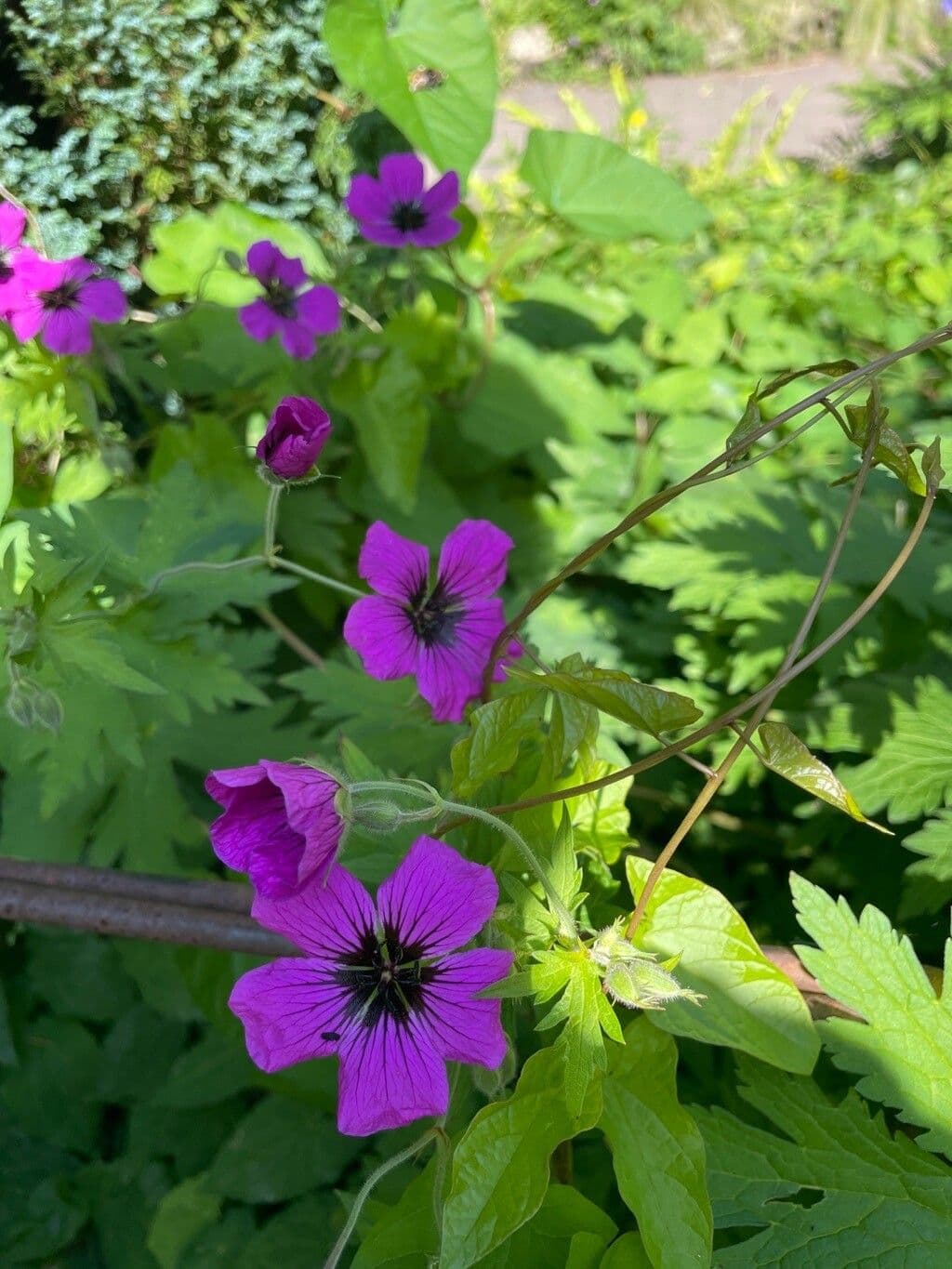 Fleurs magenta spectaculaires du geranium d'Armenie, Geranium psilostemon