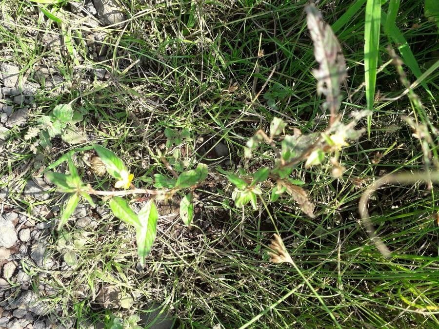Corchorus olitorius plant met gele bloemen