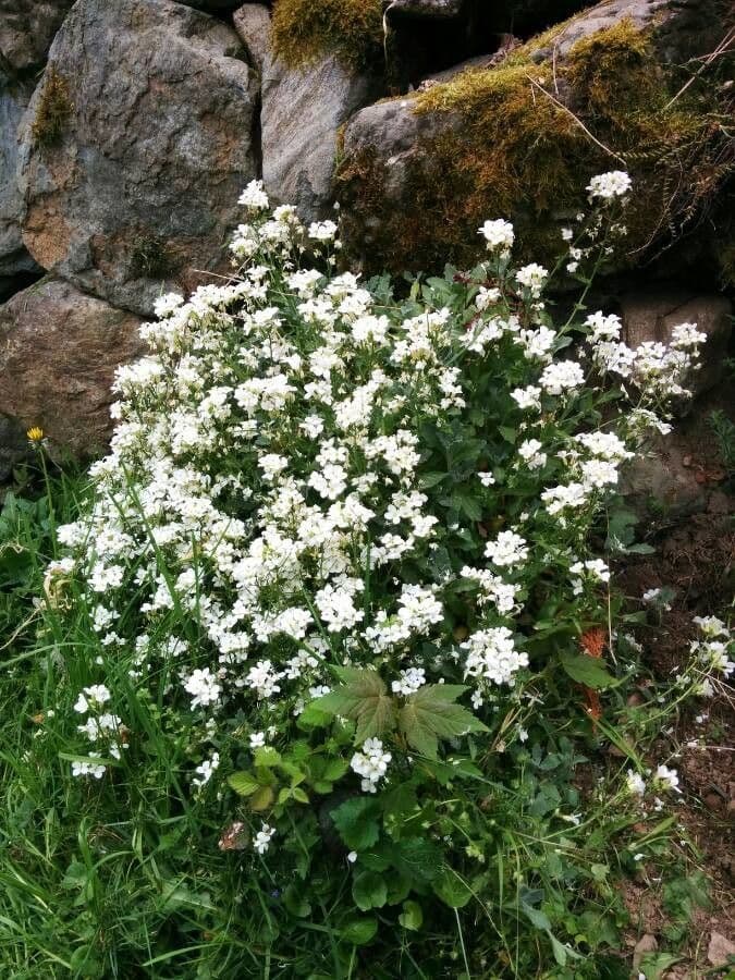 Arabis alpina with pure white flowers in spring