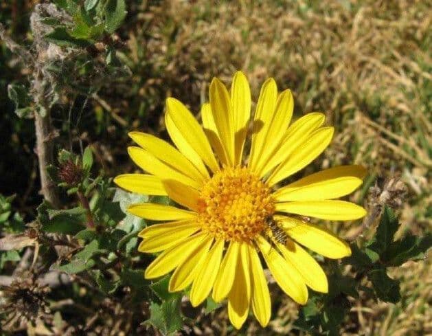 Herbe a gomme hirsute avec ses fleurs jaunes