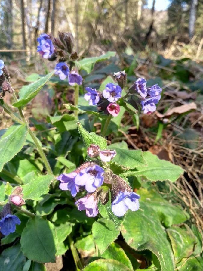 Pulmonaire sombre en sous-bois clairsemé, avec fleurs bleu-violet et feuillage uniforme