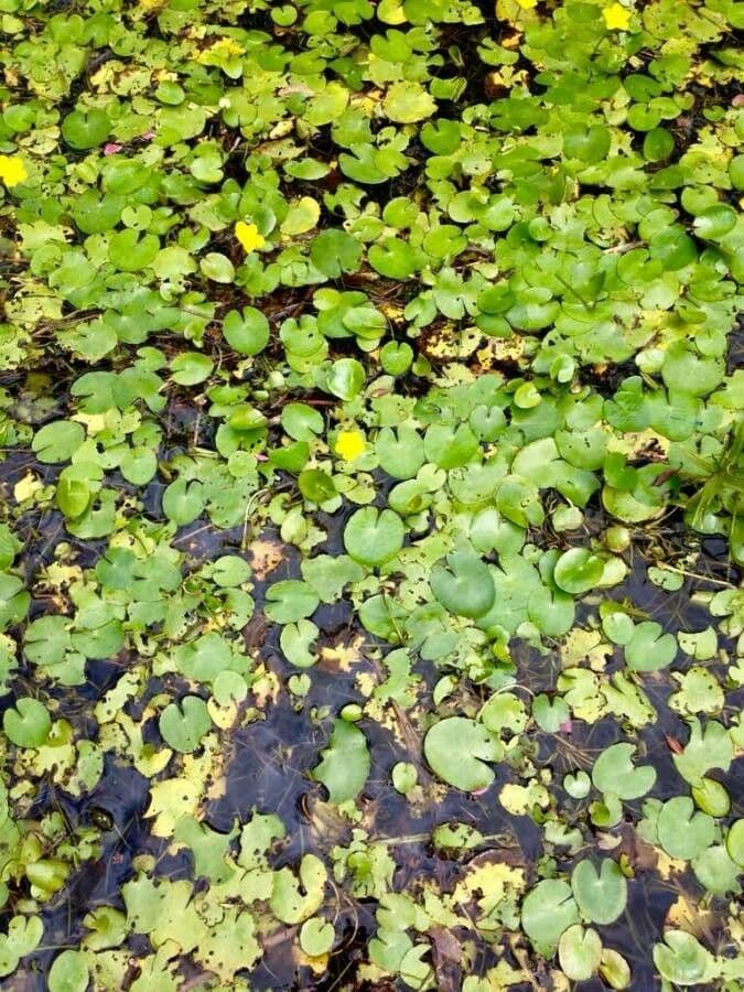 Seekanne mit gelben Bluten auf der Wasseroberflache