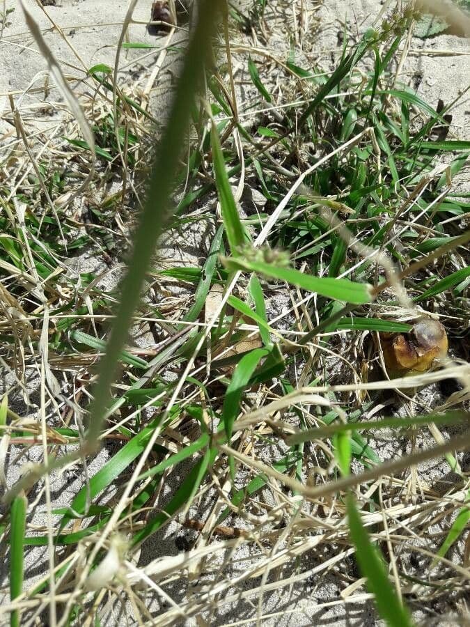 Cenchrus echinatus mit charakteristischen scharfstacheligen Samenkopfen