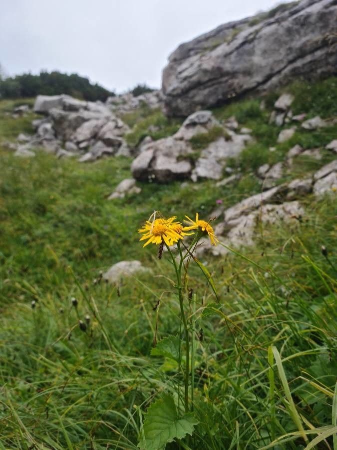Alpen-Kruiskruid met gele bloemen in alpine setting