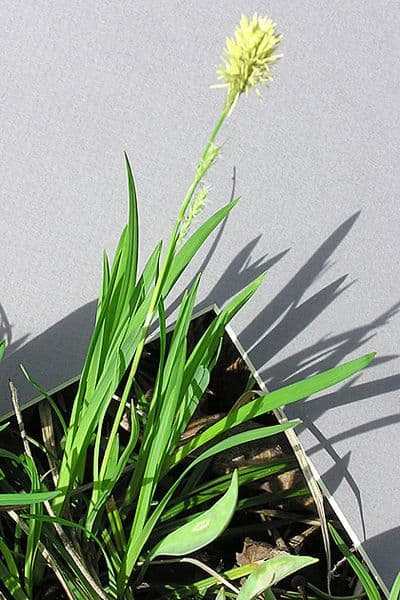 Carex woodii Woods Segge mit charakteristischem purpurgetöntem Laub aus Ostamerika