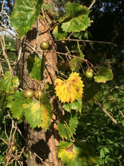 Vigne musquée avec grappes de fruits violets