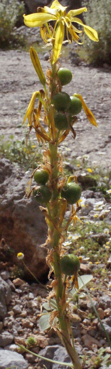 Epis floraux frappants d'Asphodeline lutea