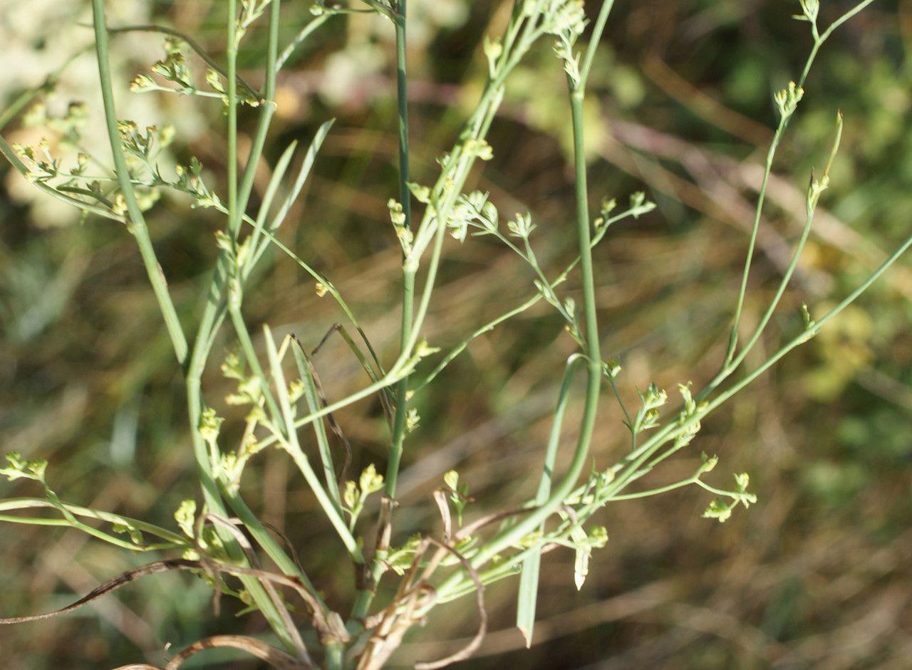Fijn goudscherm in volle bloei in een zonnige bordersituatie met vlijtige bijen