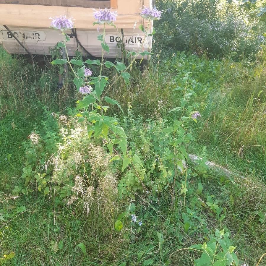 Monarda fistulosa mit charakteristischen violetten Blüten in dichten Köpfen