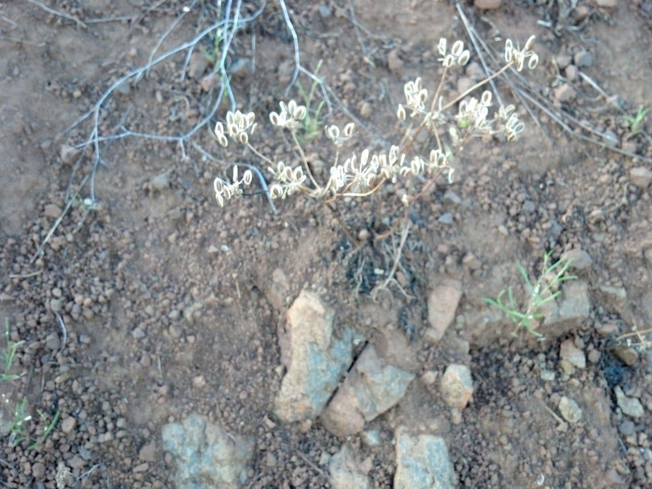 Lomatium cous plant with yellow umbel flower clusters in open steppe habitat