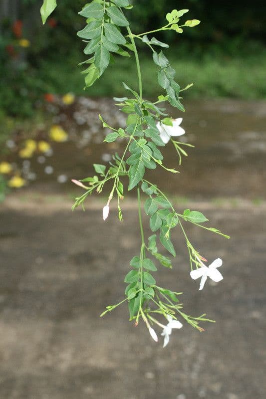 Jasminum polyanthum witte roze bloemen sterke geur
