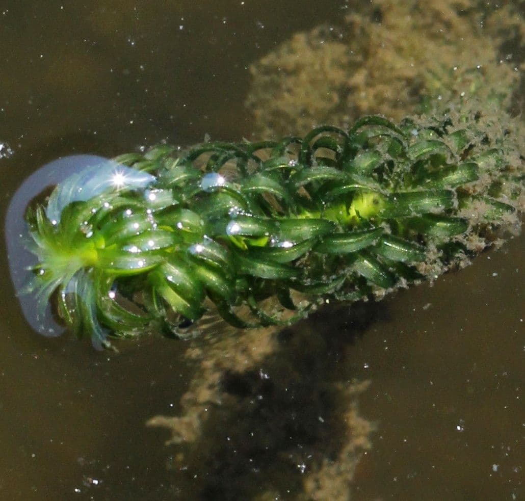 Plante Lagarosiphon major submergée dans l'eau claire