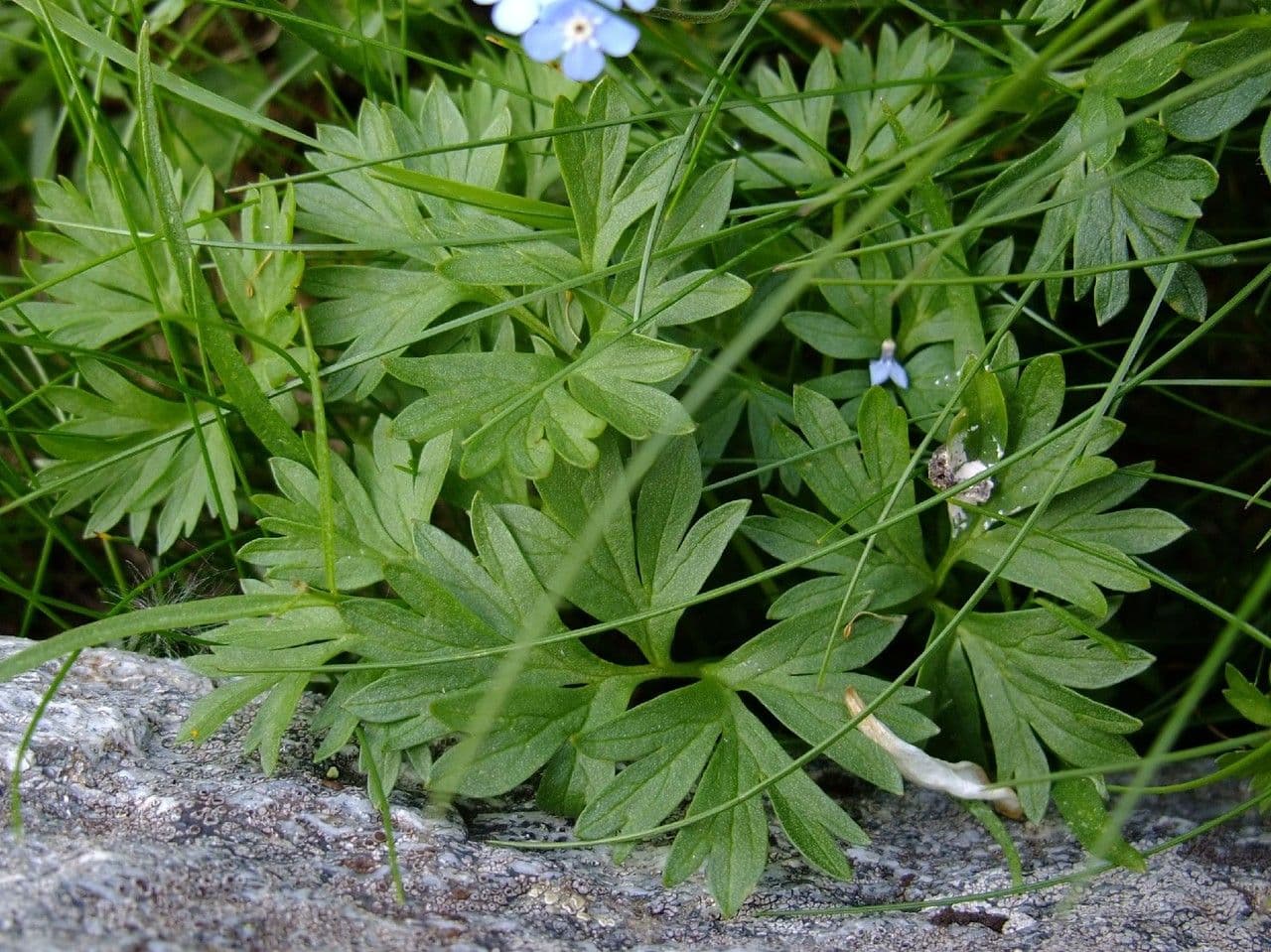 Callianthemum coriandrifolium met witte bloemen en fijn geveerd blad in een alpiene omgeving