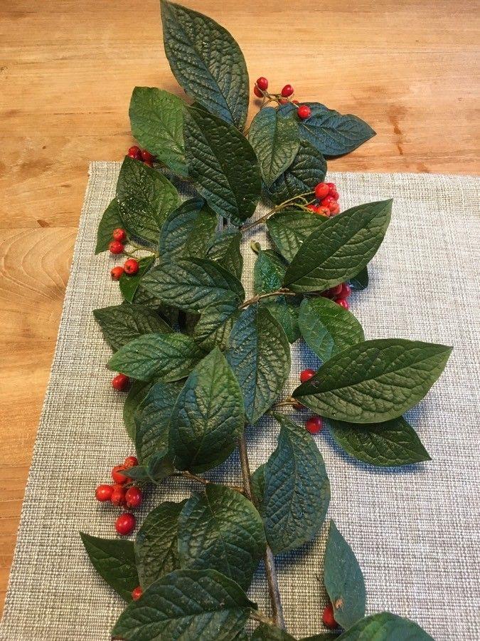 Runzelige Zwergmispel mit rosa-weißen Blüten und orangenen Beeren im Herbst