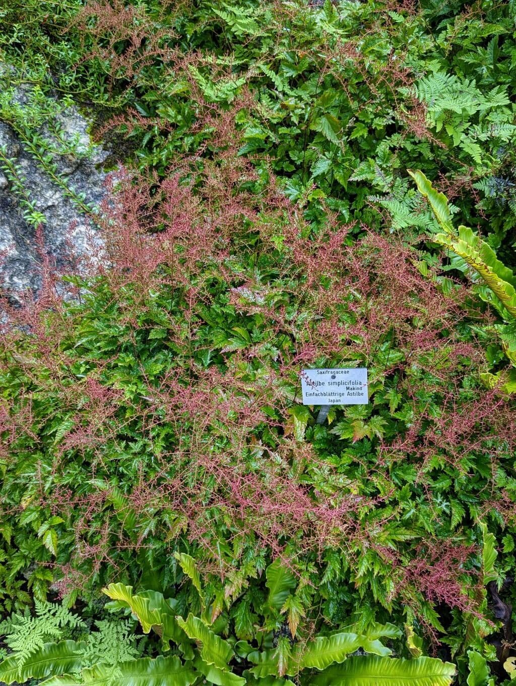 Astilbe simplicifolia plante