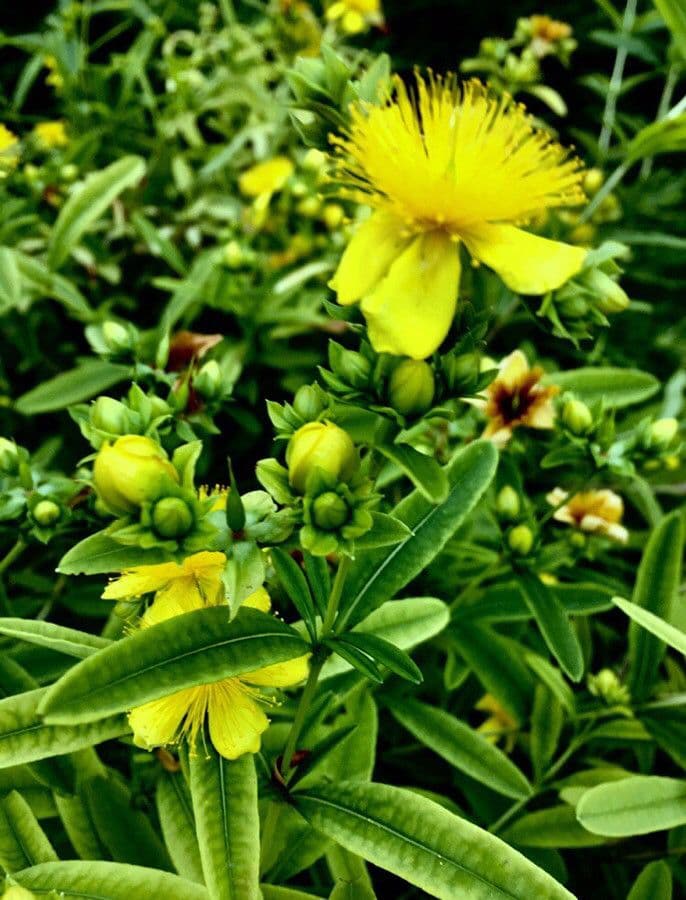 Arbuste arrondi de Hypericum kalmianum aux fleurs jaune vif et au feuillage bleu-vert