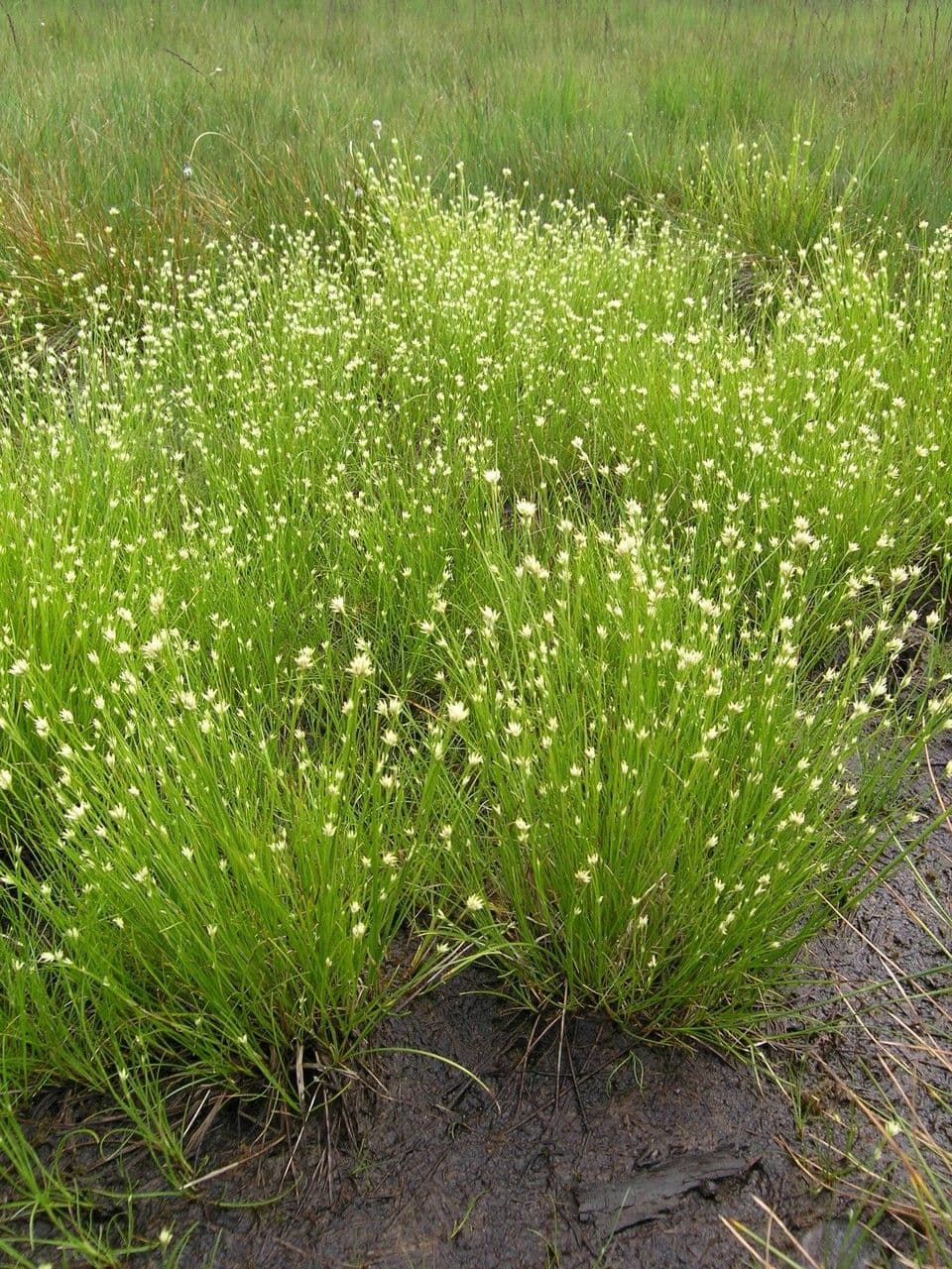 Rhynchospore blanc avec ses caracteristiques tetes florales blanches